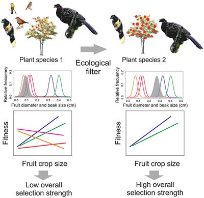 The Strength and Drivers of Bird-Mediated Selection on Fruit Crop Size: A Meta-Analysis